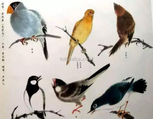 书画鉴赏丨 江寒汀课徒画稿：教你画各类禽鸟