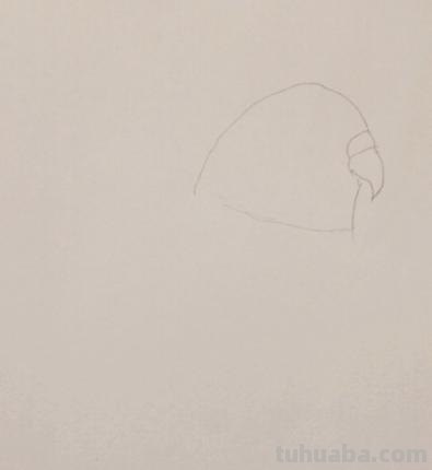 鹦鹉怎么画简笔画图片(鹦鹉怎么画简笔画图片 简单可爱又漂亮) 鹦鹉怎么画简笔画图片(鹦鹉怎么画简笔画图片 简单可爱又漂亮)