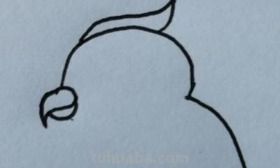 鹦鹉怎么画简笔画图片(鹦鹉怎么画简笔画图片 简单可爱又漂亮) 鹦鹉怎么画简笔画图片(鹦鹉怎么画简笔画图片 简单可爱又漂亮)