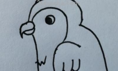 鹦鹉怎么画简笔画图片(鹦鹉怎么画简笔画图片 简单可爱又漂亮) 鹦鹉怎么画简笔画图片(鹦鹉怎么画简笔画图片 简单可爱又漂亮)