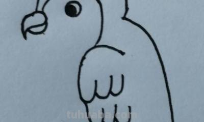 鹦鹉怎么画简笔画图片(鹦鹉怎么画简笔画图片 简单可爱又漂亮) 鹦鹉怎么画简笔画图片(鹦鹉怎么画简笔画图片 简单可爱又漂亮)