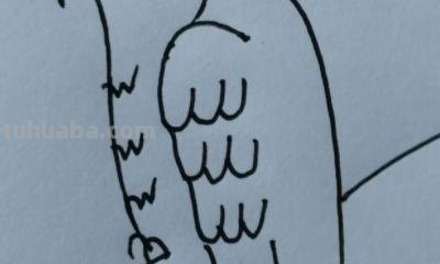 鹦鹉怎么画简笔画图片(鹦鹉怎么画简笔画图片 简单可爱又漂亮) 鹦鹉怎么画简笔画图片(鹦鹉怎么画简笔画图片 简单可爱又漂亮)