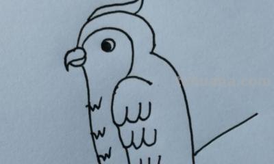 鹦鹉怎么画简笔画图片(鹦鹉怎么画简笔画图片 简单可爱又漂亮) 鹦鹉怎么画简笔画图片(鹦鹉怎么画简笔画图片 简单可爱又漂亮)