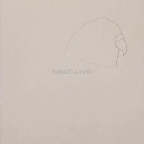 鹦鹉怎么画简笔画图片(鹦鹉怎么画简笔画图片 简单可爱又漂亮) 鹦鹉怎么画简笔画图片(鹦鹉怎么画简笔画图片 简单可爱又漂亮)