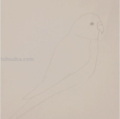 鹦鹉怎么画简笔画图片(鹦鹉怎么画简笔画图片 简单可爱又漂亮) 鹦鹉怎么画简笔画图片(鹦鹉怎么画简笔画图片 简单可爱又漂亮)