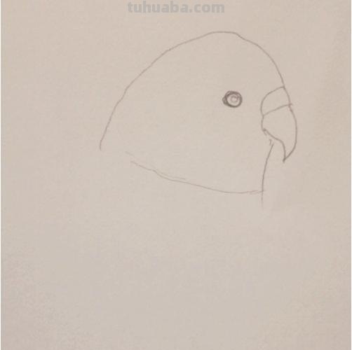 鹦鹉怎么画简笔画图片(鹦鹉怎么画简笔画图片 简单可爱又漂亮) 鹦鹉怎么画简笔画图片(鹦鹉怎么画简笔画图片 简单可爱又漂亮)