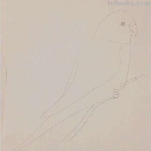 鹦鹉怎么画简笔画图片(鹦鹉怎么画简笔画图片 简单可爱又漂亮) 鹦鹉怎么画简笔画图片(鹦鹉怎么画简笔画图片 简单可爱又漂亮)