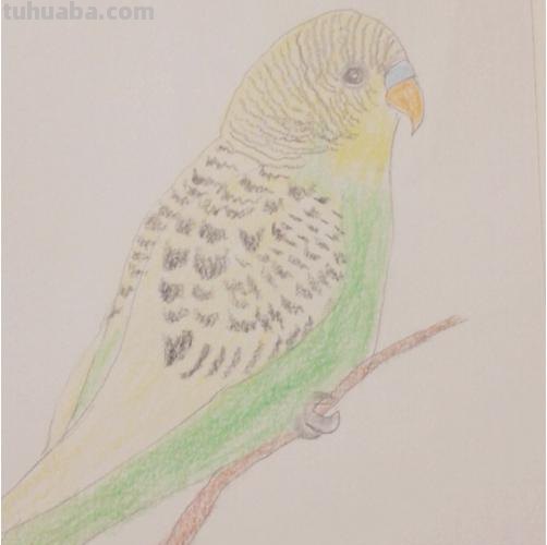 鹦鹉怎么画简笔画图片(鹦鹉怎么画简笔画图片 简单可爱又漂亮) 鹦鹉怎么画简笔画图片(鹦鹉怎么画简笔画图片 简单可爱又漂亮)