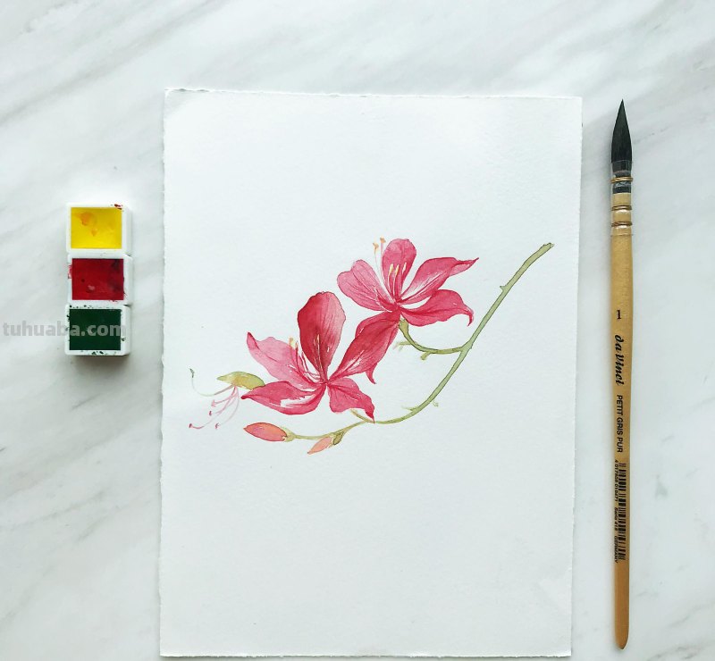 水彩入门工具：分享自己平时画水彩常用的工具（附水彩练习作品）