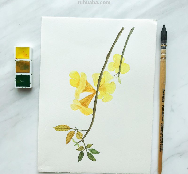 水彩入门工具：分享自己平时画水彩常用的工具（附水彩练习作品）