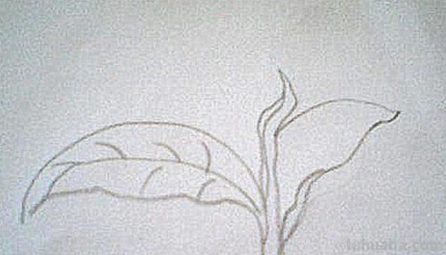 茶怎么画简笔画图片(茶怎么画简笔画图片大全) 茶怎么画简笔画图片(茶怎么画简笔画图片大全)
