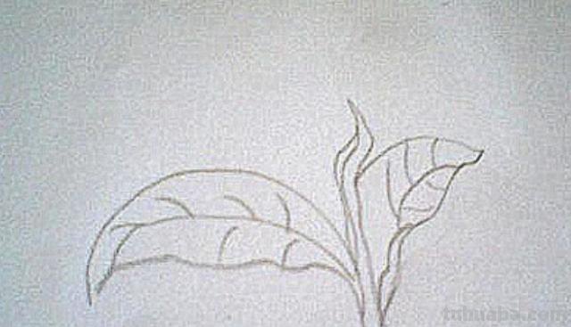 茶怎么画简笔画图片(茶怎么画简笔画图片大全) 茶怎么画简笔画图片(茶怎么画简笔画图片大全)
