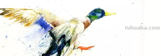 水彩｜这样的颜色搭配画出的动物也是一绝！