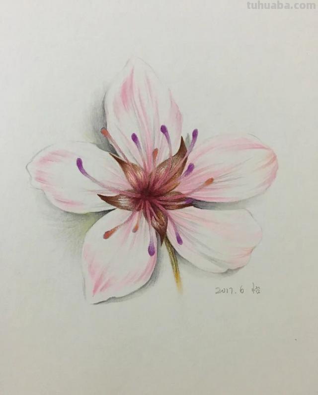 樱花怎么画 彩铅色（樱花怎么画 彩铅色系）