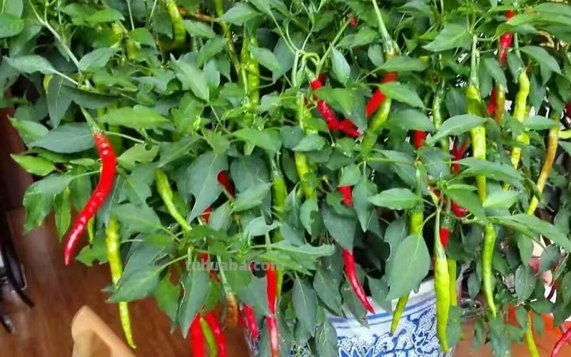 “2种蔬菜”在家就能种，长得快结果多吃不完，种植过程简单有趣