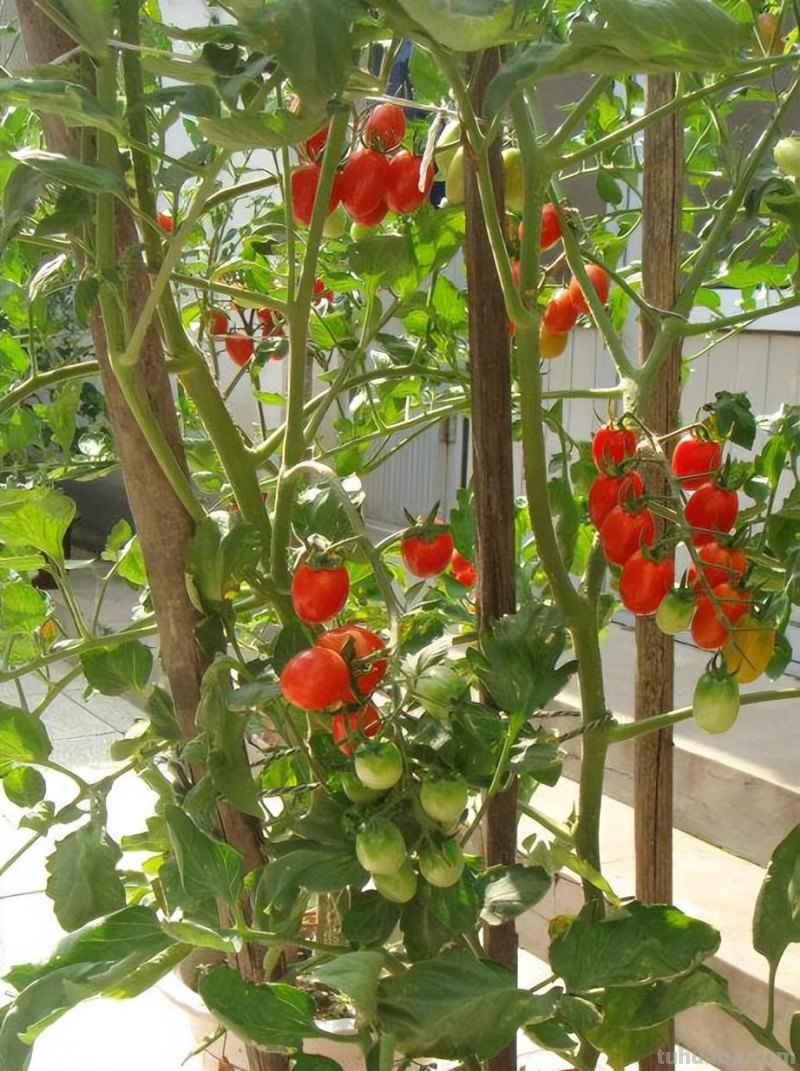 “2种蔬菜”在家就能种，长得快结果多吃不完，种植过程简单有趣