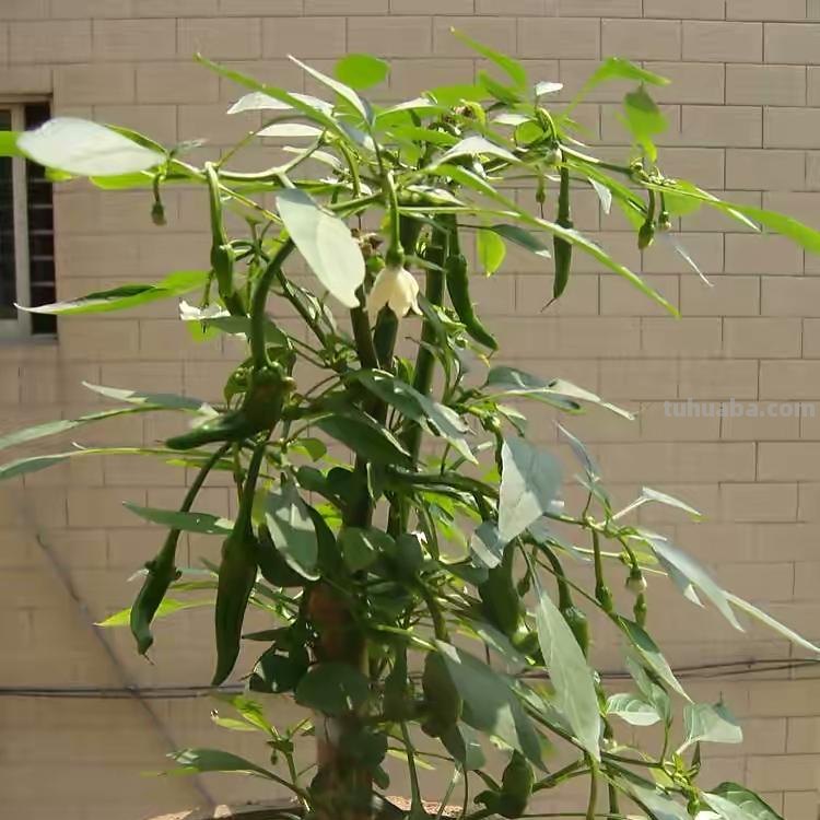 “2种蔬菜”在家就能种，长得快结果多吃不完，种植过程简单有趣