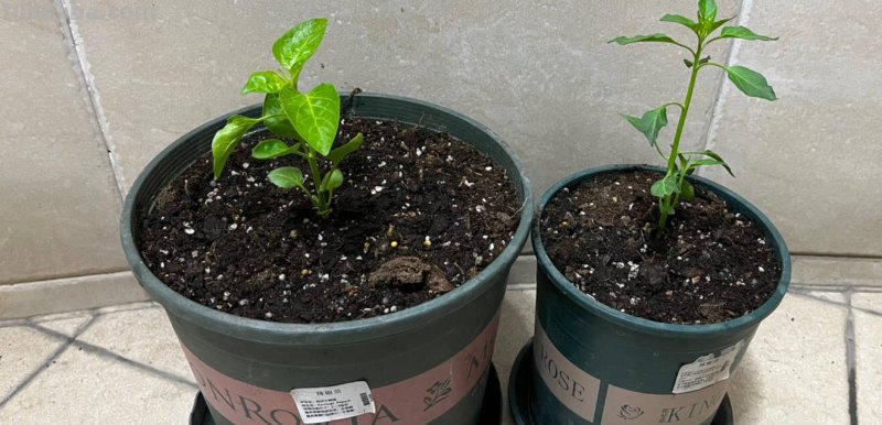 “2种蔬菜”在家就能种，长得快结果多吃不完，种植过程简单有趣