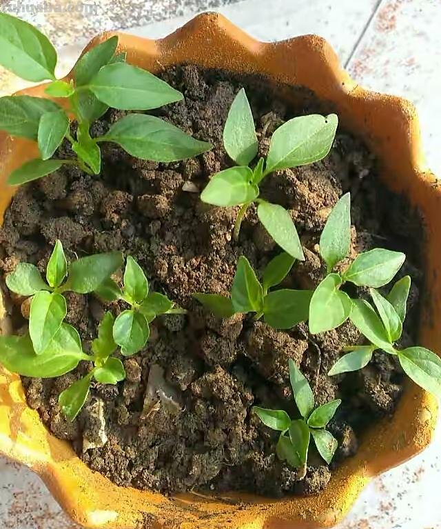 “2种蔬菜”在家就能种，长得快结果多吃不完，种植过程简单有趣