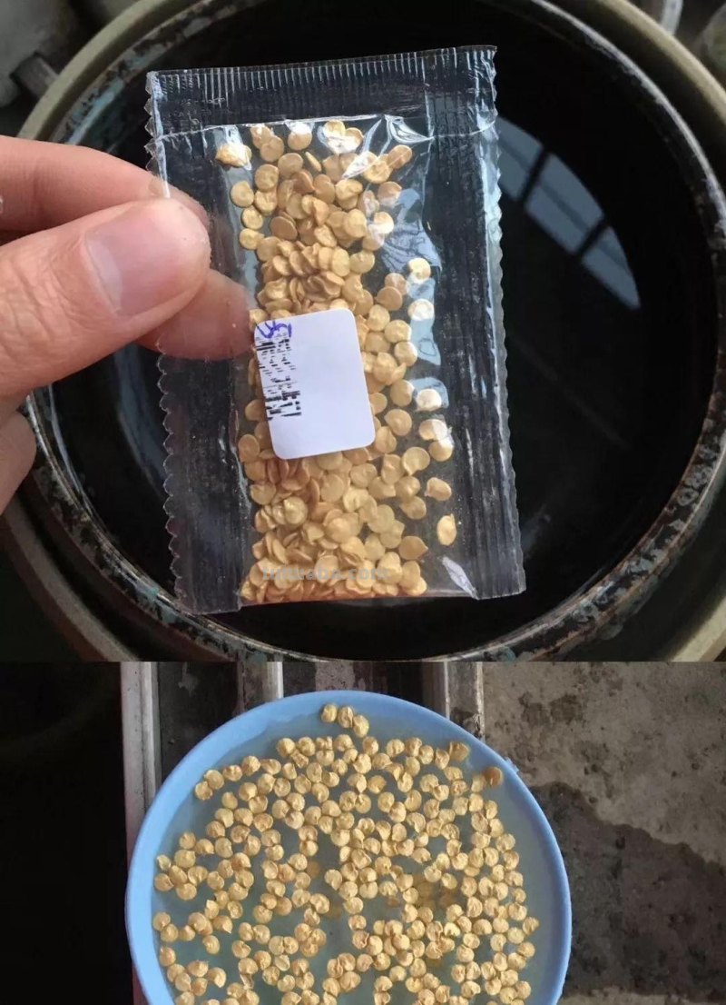 “2种蔬菜”在家就能种，长得快结果多吃不完，种植过程简单有趣