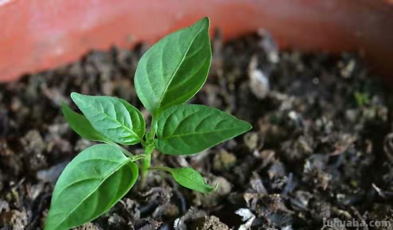 “2种蔬菜”在家就能种，长得快结果多吃不完，种植过程简单有趣