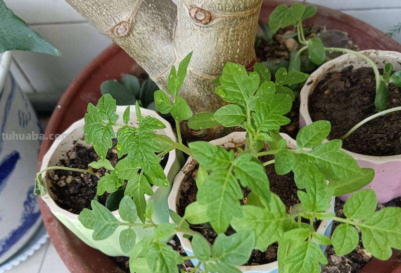 “2种蔬菜”在家就能种，长得快结果多吃不完，种植过程简单有趣