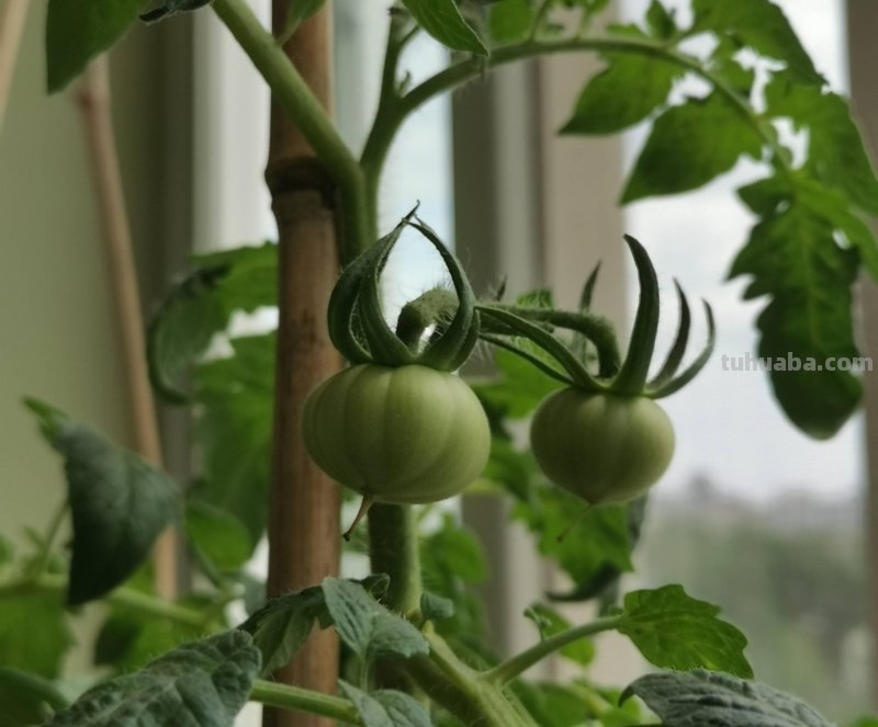 “2种蔬菜”在家就能种，长得快结果多吃不完，种植过程简单有趣