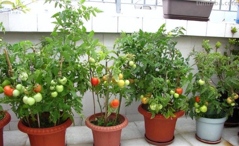 “2种蔬菜”在家就能种，长得快结果多吃不完，种植过程简单有趣