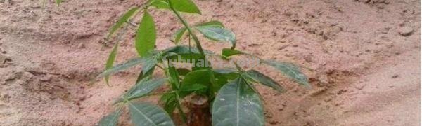 养发财树注意事项 养发财树注意事项