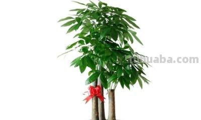 养发财树注意事项 养发财树注意事项