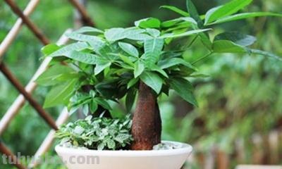 养发财树注意事项 养发财树注意事项