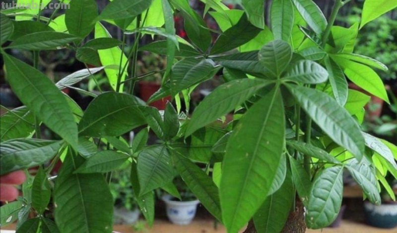 发财树有“两喜两怕”，掌握好养护技巧，不烂根，长得枝繁叶茂