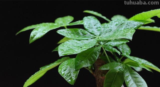 发财树的养殖方法及注意事项