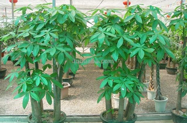 发财树的养殖方法及注意事项