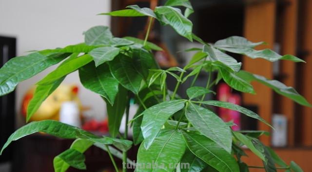 发财树的养殖方法及注意事项