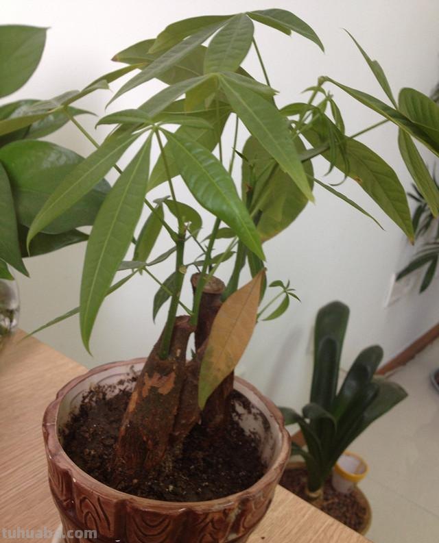 发财树的养殖方法及注意事项