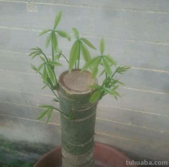 想养好发财树这么难？教你1招，花根健壮叶还能更绿