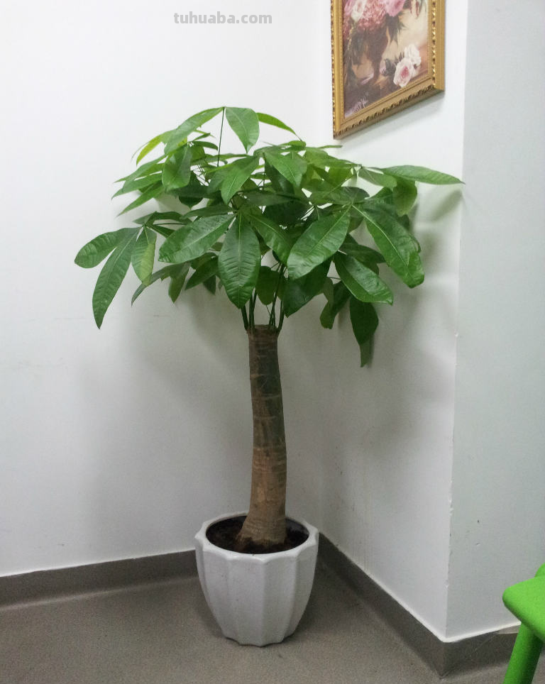 想养好发财树这么难？教你1招，花根健壮叶还能更绿