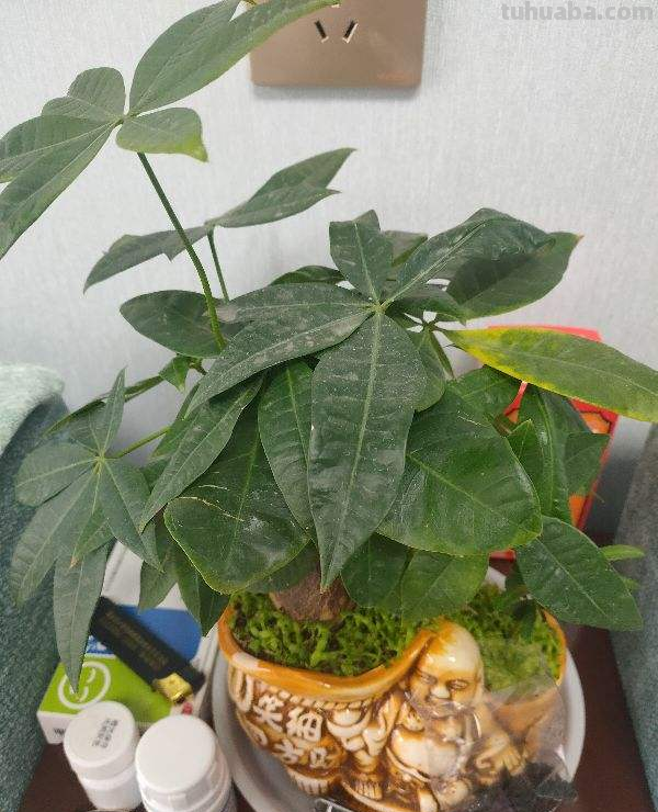 发财树耐旱又怕冷，低于10度要断水，不然根系会冻烂