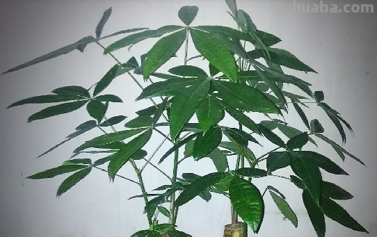 发财树耐旱又怕冷，低于10度要断水，不然根系会冻烂