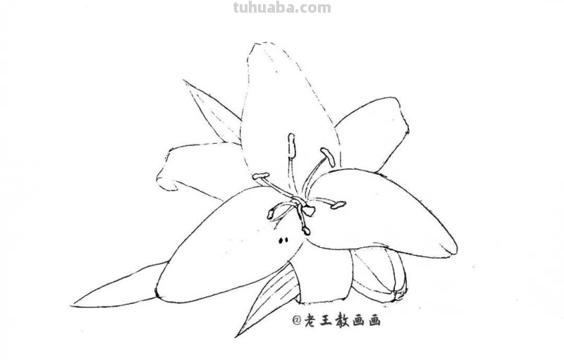 原来画一朵百合花，这么简单