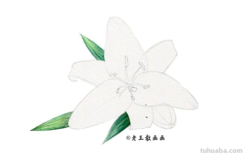 原来画一朵百合花，这么简单