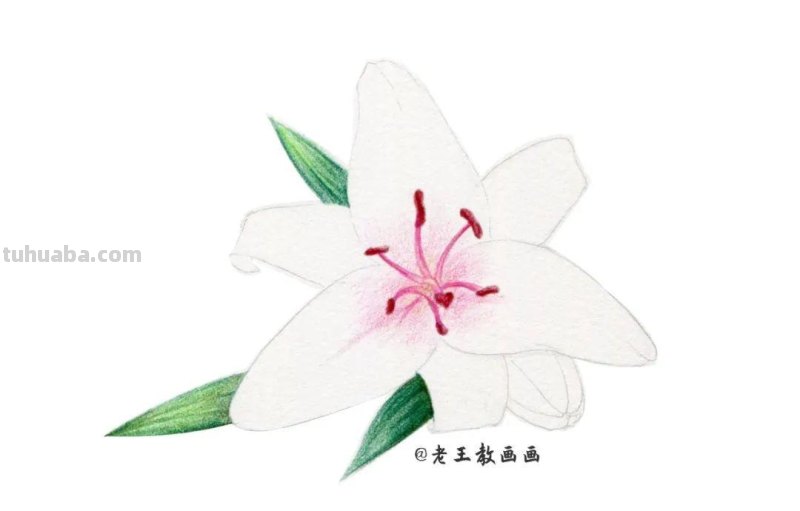 原来画一朵百合花，这么简单