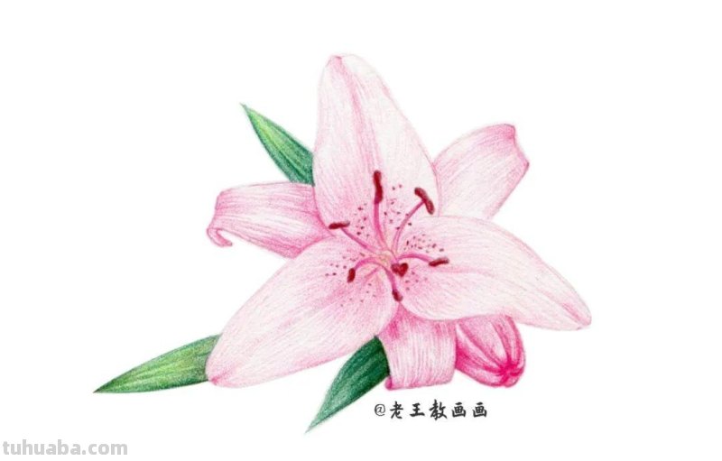 原来画一朵百合花，这么简单