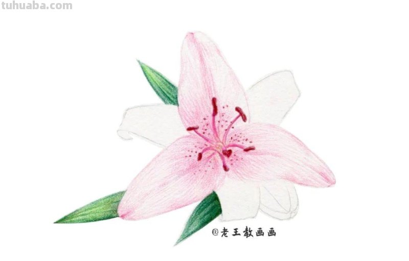 原来画一朵百合花，这么简单