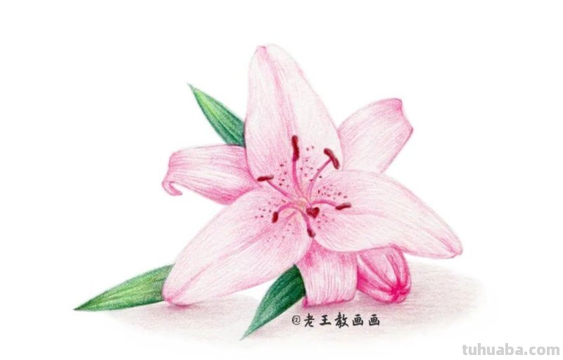 原来画一朵百合花，这么简单