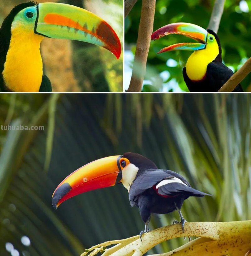 儿童画教程｜趣味色彩艺术课程《世界上嘴巴最大的鸟》