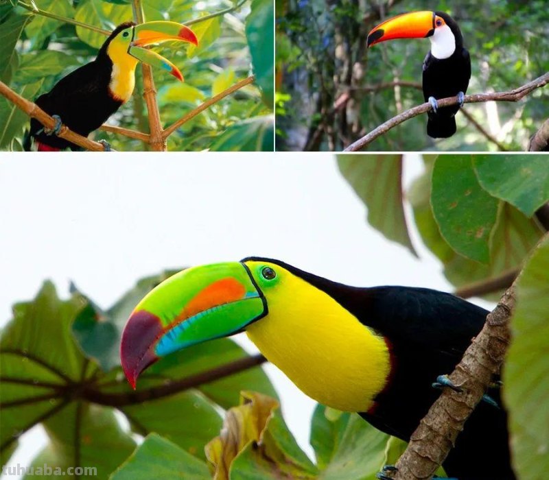 儿童画教程｜趣味色彩艺术课程《世界上嘴巴最大的鸟》