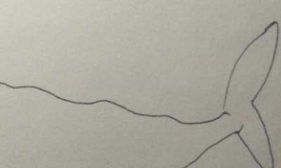 鲨鱼怎么画 彩铅颜色（鲨鱼怎么画 彩铅颜色好看）
