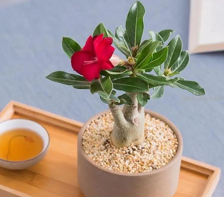 家庭养花，有3种值得养，四季常绿吸收灰尘，空气干净清新极了